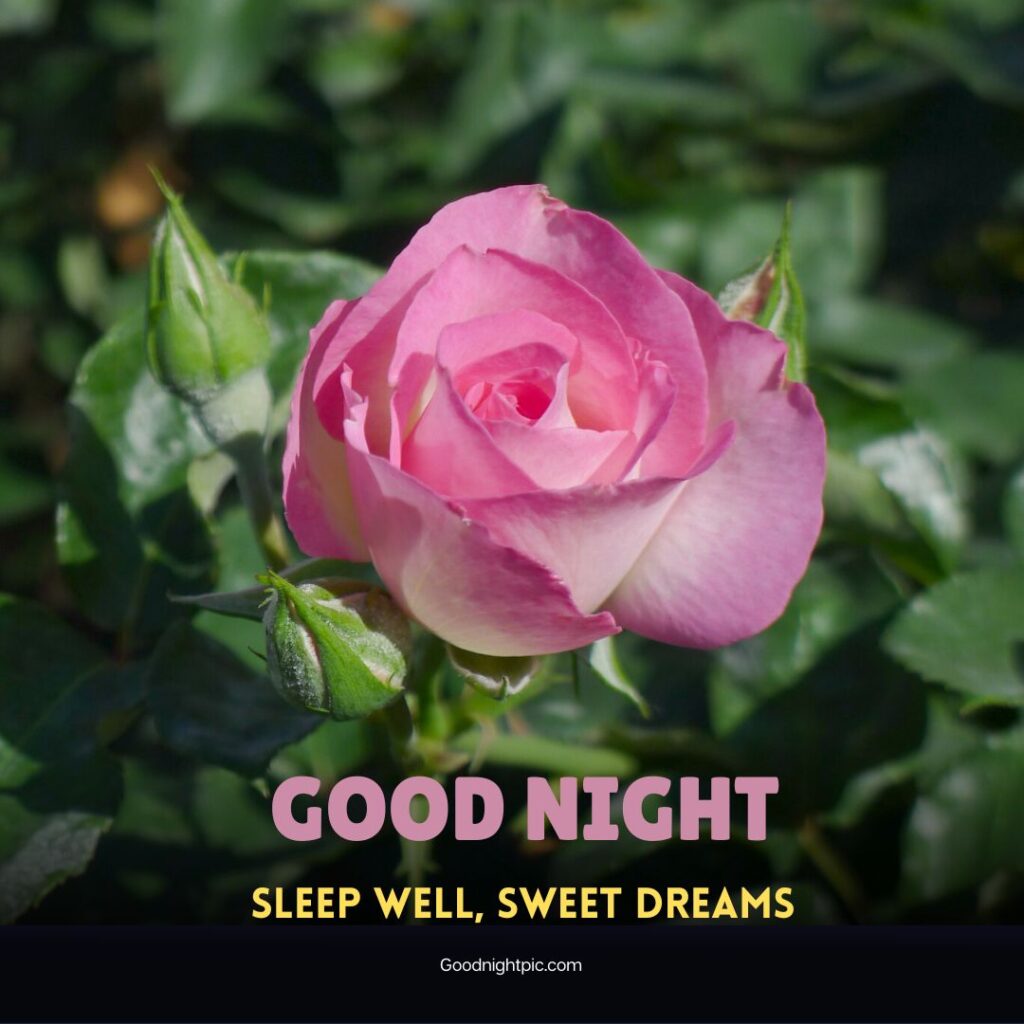 Good Night Roses Images