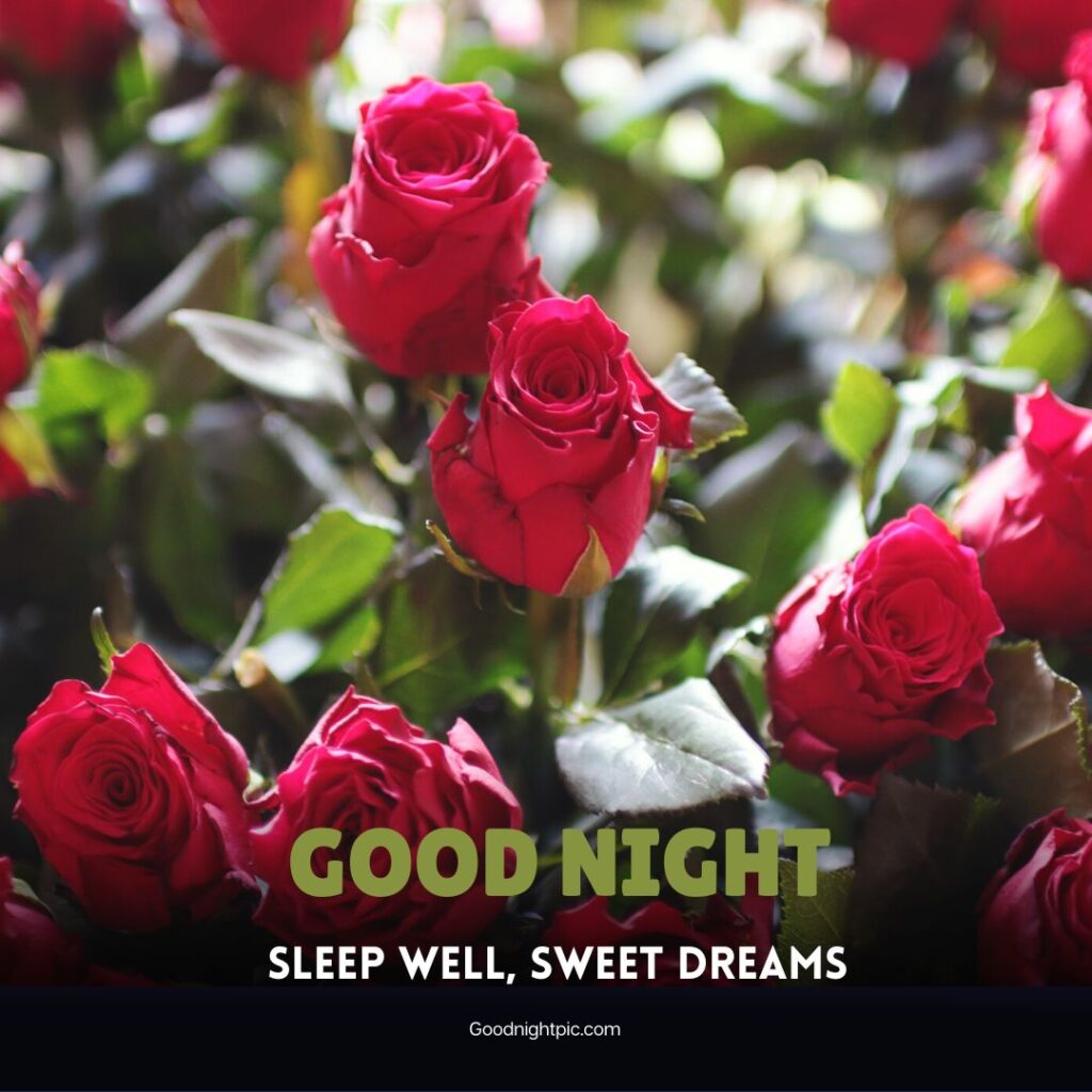 Good Night Images With Rose - Good Night Flowers For Lovers