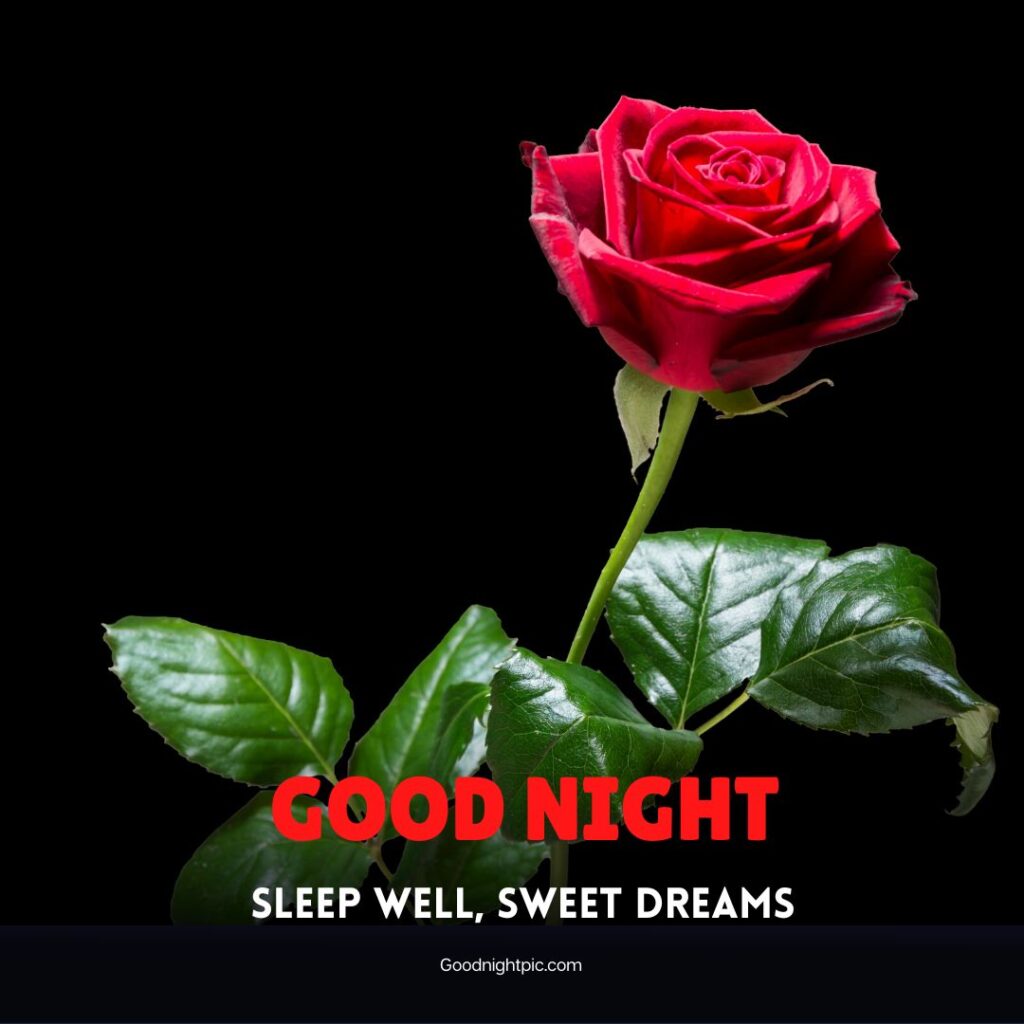 good night roses