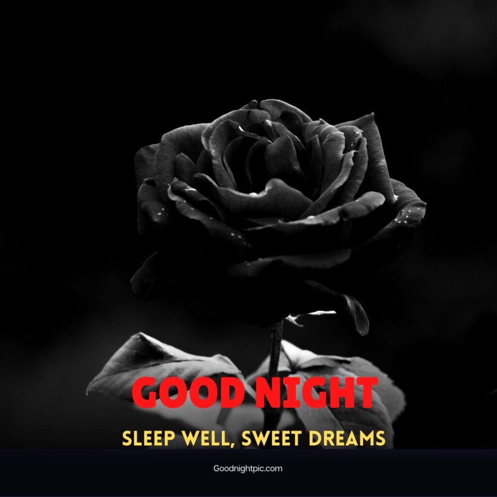 good night roses