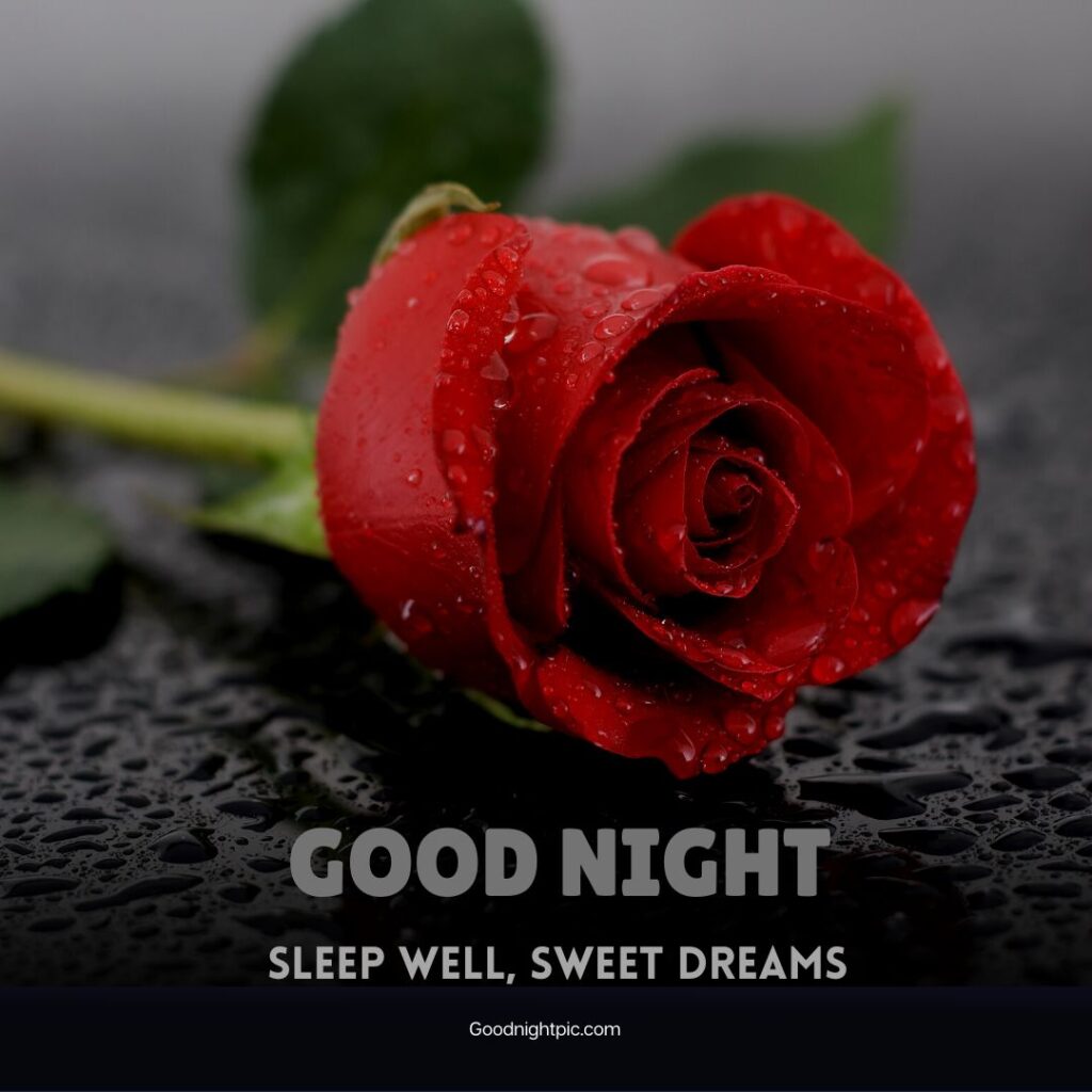 good night rose flower