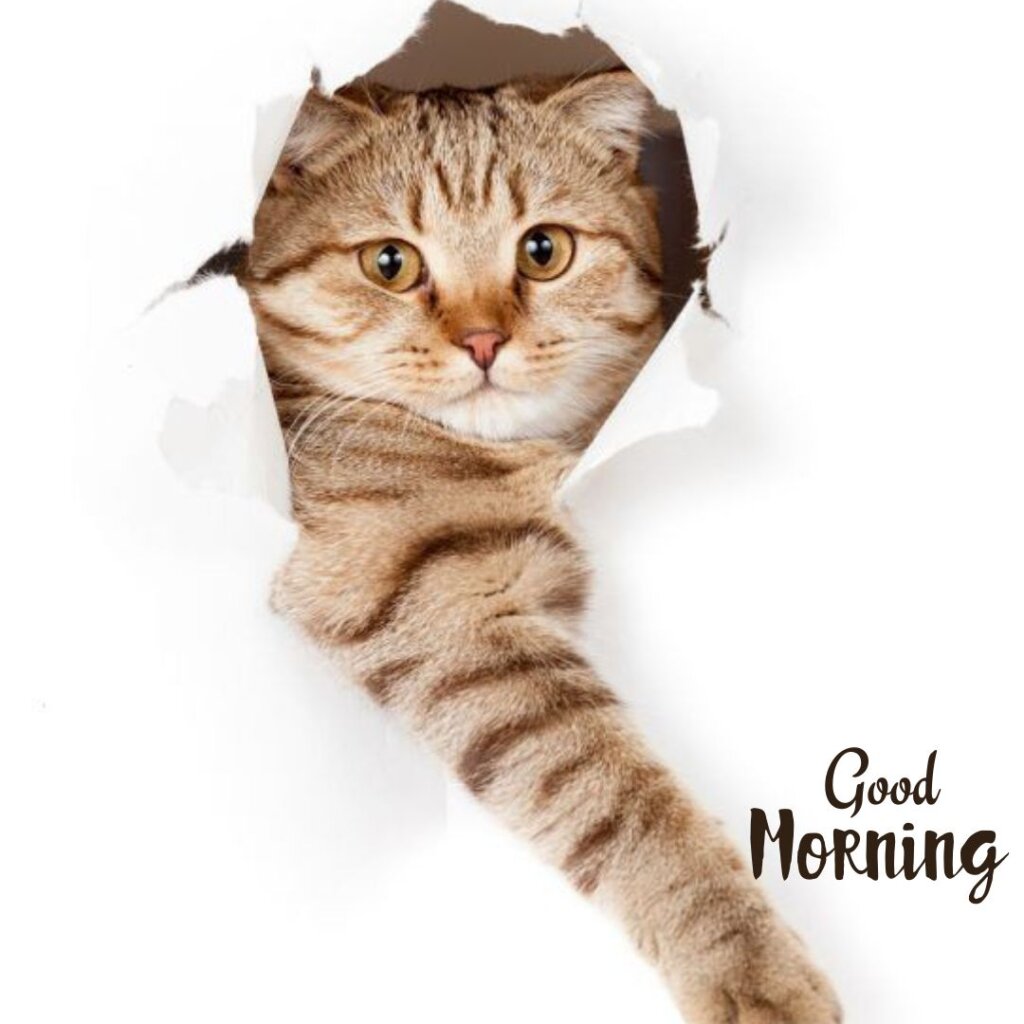 Good Morning Cat Images