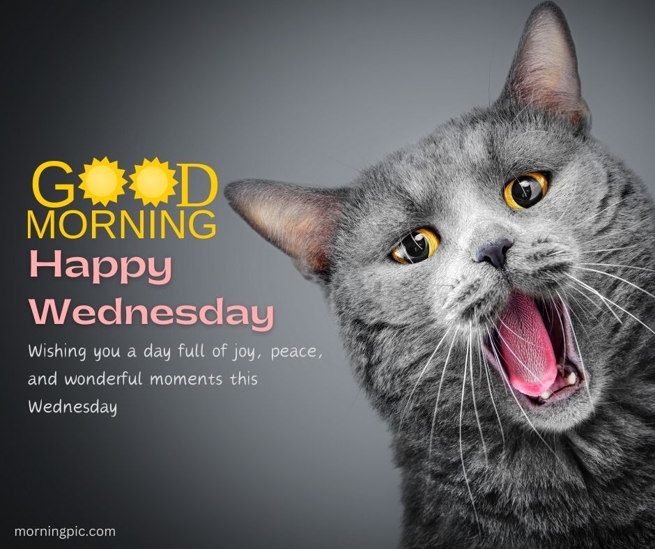 happy wednesday images with cats